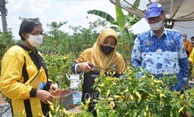 KETUA TIM PENGGERAK PKK KABUPATEN LAMPUNG TENGAH MARDIANA MUSA AHMAD MENGHADIRI KEGIATAN BUNGA KAMPUNG DI KECAMATAN WAY SEPUTIH